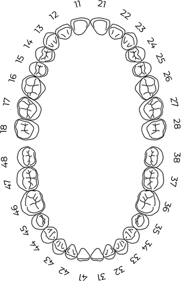 teeth